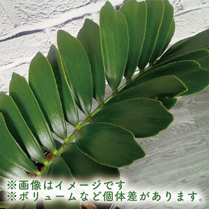 2026年6月中旬～発送【観葉植物】ザミア・プミラ 60cm～80cm ブラック 陶器鉢 専用受皿付 T&P IB057-009 観葉植物 ※北海道・沖縄・離島配送不可