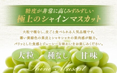 【種なし】岡山県産 シャインマスカット 1房箱 計約800g マスカット ぶどう ブドウ 葡萄 フルーツ 種無し【2026年10月上旬-11月下旬発送予定】