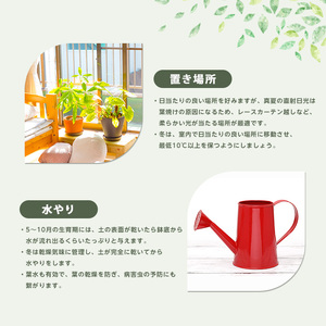 2026年3月中旬～発送【観葉植物】オーガスタ 緑の中道 IB067-002 観葉植物 ※北海道・沖縄・離島配送不可