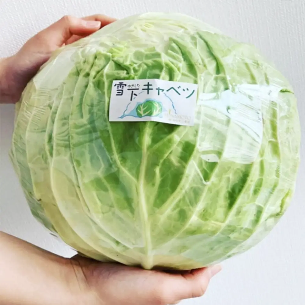 【先行予約】2027年1月中旬より発送！大きな雪下キャベツ約2.5kg×2玉　【07208-0789】