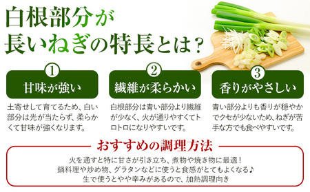 本別産 長ねぎ 5kg ２L～M 混合 石上農場《11月上旬から12月下旬　順次出荷》北海道 本別町 送料無料 北海道 本別町 十勝 本別町産 ねぎ 長ネギ 野菜 5キロ