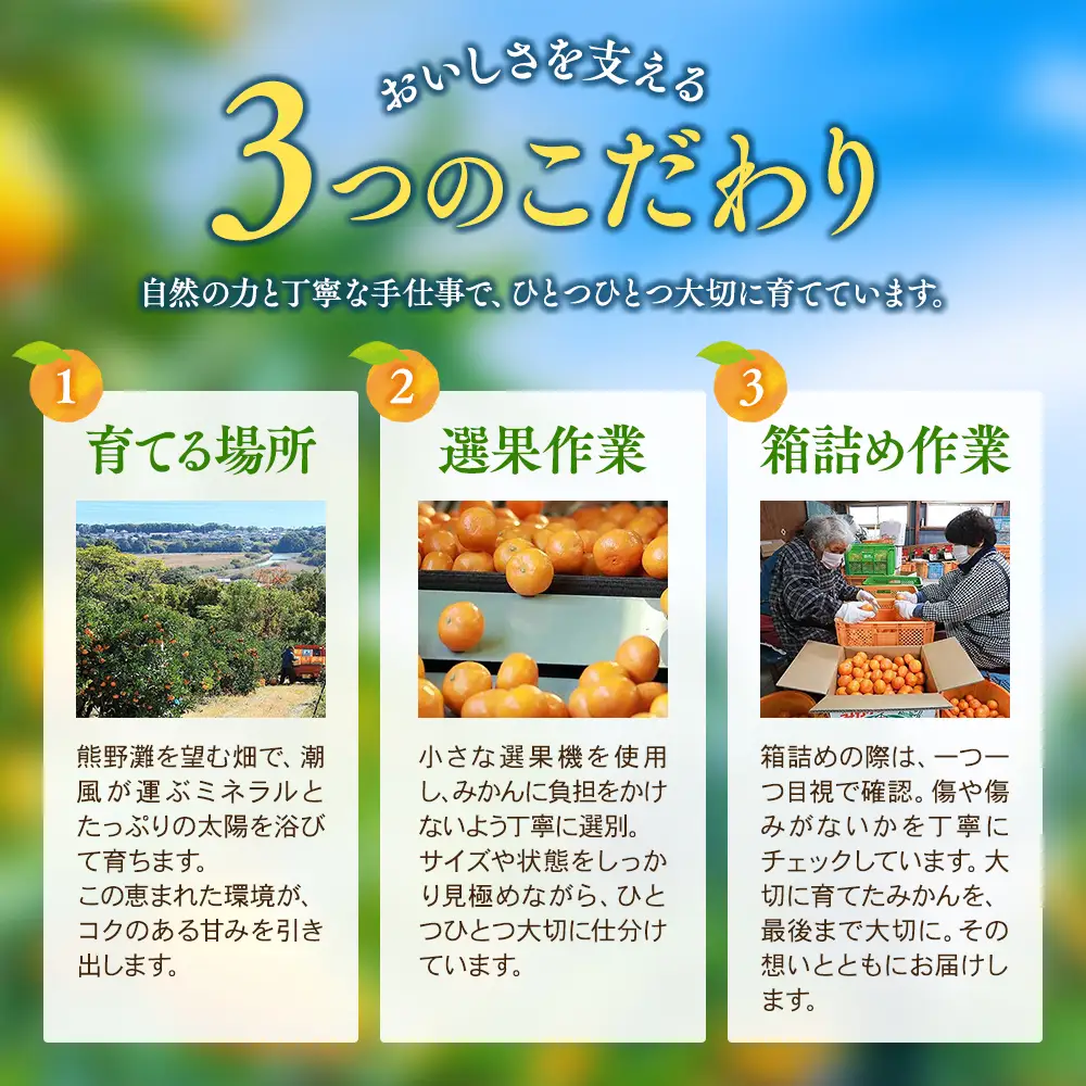 【数量限定】みかん 早生温州みかん 約5kg【mntf0009】