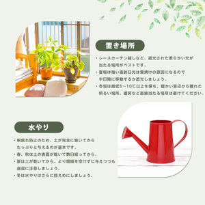2026年9月上旬～発送【観葉植物】ラブリィハート 60cm～80cm【農林水産省 品種登録】T&P IB057-008 観葉植物 ※北海道・沖縄・離島配送不可