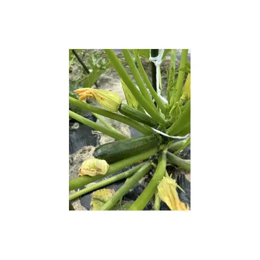 【先行予約受付中】無農薬　無化学肥料　無除草剤　夏のお野菜セット（旬の有機野菜5～10種類前後）
