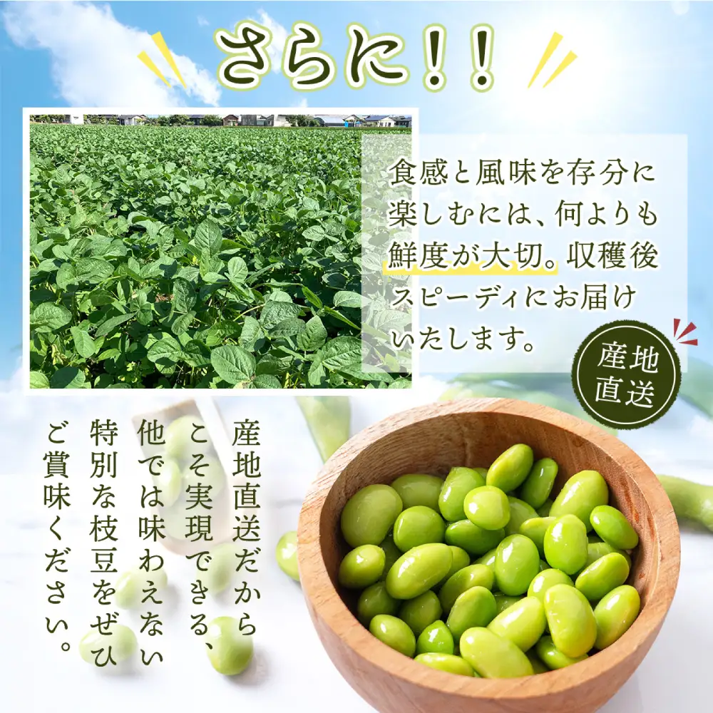 【先行予約】 熊本県八代市産 枝豆 1.5kg 野菜 えだまめ 【2026年7月上旬より順次発送】