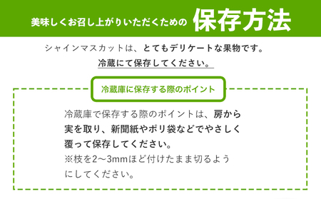 【2ヶ月定期便】【優品】先行予約 シャインマスカット 鶴田農園 約1.3kg (2-3房)/月×2回 熊本県荒尾市産《8月下旬-9月下旬頃出荷》熊本県 荒尾市 フルーツ 果物 送料無料 葡萄 ぶどう マスカット