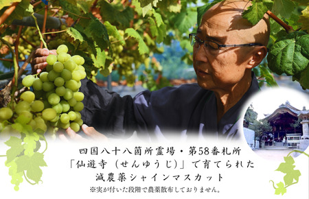 【先行予約】仙遊寺 シャインマスカット 約2kg（家庭用）【V003810K2】