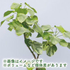 2026年9月上旬～発送【観葉植物】ラブリィハート 100cm～120cm【農林水産省 品種登録】 T&P IB057-016 観葉植物 ※北海道・沖縄・離島配送不可