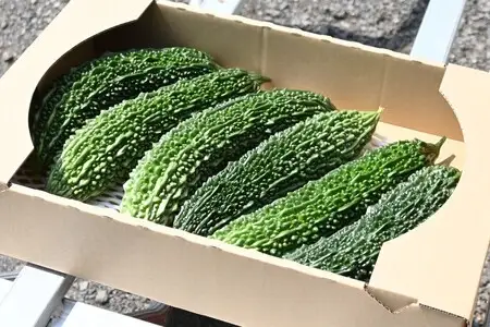 【先行予約/季節限定】希少な北海道産ゴーヤ！奈井江町の寒暖差が育んだまろやかな苦み　約２kg（5～6本）
