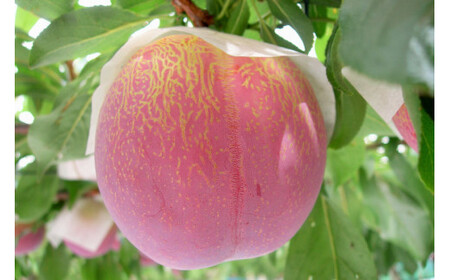 すもも 貴陽 約1.5kg 化粧箱入 6-8玉《7月前半から順次お届け》[JAふえふき 山梨県 中央市 21470470] フルーツ 果物 くだもの 1.5キロ 季節限定 期間限定 数量限定 山梨 山梨県産【2026年7月上旬～7月下旬発送予定】