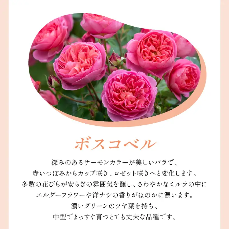【イングリッシュローズ】デビッド・オースチン ボスコベル 6L鉢苗（バラ専用肥料付）【025D-049】