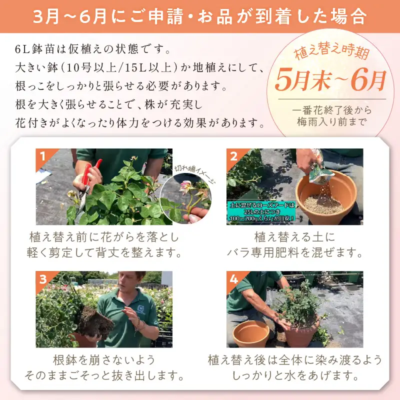 【イングリッシュローズ】デビッド・オースチン レディ・エマ・ハミルトン 6L鉢苗（バラ専用肥料付）【025D-051】
