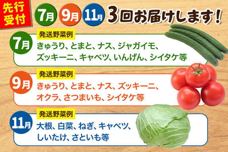 野菜詰合せ  【先行受付】《定期便3回 隔月 7月／9月／11月にお届け》6～9品程度 （計8～10kg程度）自然で採れた旬の野菜！！世界遺産「白神山地」の旬野菜
