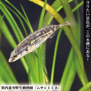 さいたま水族館 年間パスポート 引換券 シニア 観光 魚 お出かけ 水族館 埼玉県 羽生市