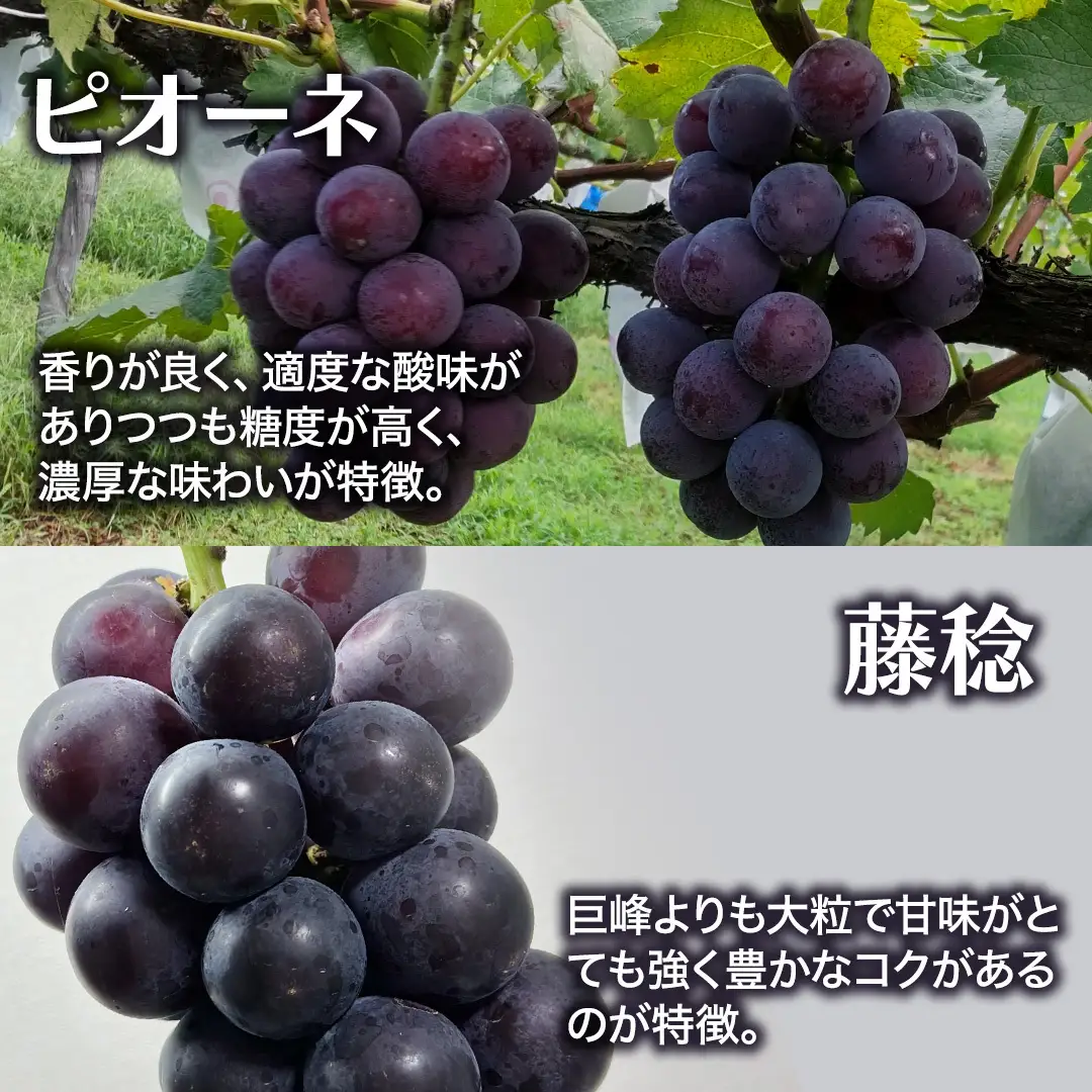 ≪ 種なし ≫ シャインマスカット ・ ピオーネ ・ 藤稔 約 1.6kg 計 3～4房 [ぶどう満喫BOX] (茨城県共通返礼品:かすみがうら市) 2026年 マスカット ぶどう 葡萄 ブドウ フルーツ 果物 くだもの 旬 食べ比べ セット 詰め合わせ 国産 産地直送 ギフト 贈答 プレゼント 手土産 お土産 [DH022sa]