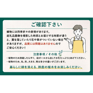 【産地直送】元気なタマリュウ(7.5pot)60本セット[約1.5平方メートル分]