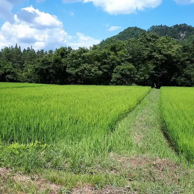 【令和7年産米】三島町産コシヒカリ 精米10㎏ FAG-0060