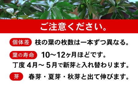 アボカド苗木 80?100cm 品種【ベーコン】 2年生苗 長崎県産 耐寒 / アボカド 苗木 国産 苗 定植 あぼかど / 諫早市 / アボカド長崎農園[AHEA005]