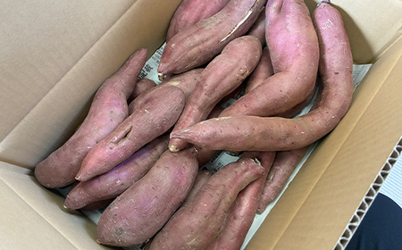 甘さ引き出す サイズ不揃い 熟成紅はるか 5kg さつまいも 訳アリ サツマイモ さつま芋 甘い おやつ 食品 F7X-0794
