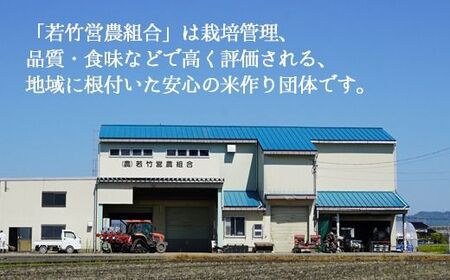 【6ヶ月定期便】【射水市】【射水の美味しいお米】若竹のお米 R8年度産コシヒカリ10kg（5kg×2） | 新米 先行予約 令和8年産米 ブランド米 こしひかり 銘柄米 こめ 白米 富山県 ※離島への配送不可 ※2026年10月上旬～10月下旬頃に順次発送予定