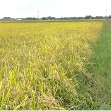 【令和7年産】初霜(源種)　玄米10kg　(栽培期間中農薬・化学肥料不使用)【1721460】