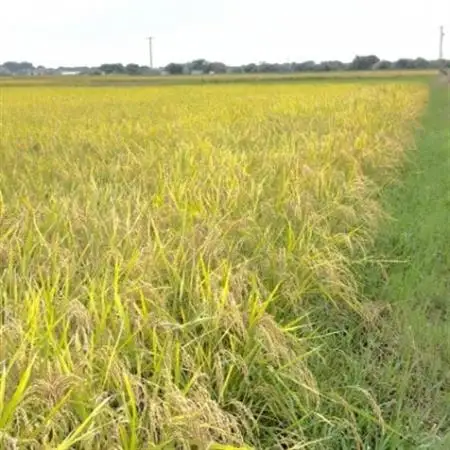 【令和7年産】初霜(源種)5分づき10kg　(栽培期間中農薬・化学肥料不使用)【1721466】
