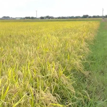 【令和7年産】初霜(源種)5分づき30kg　(栽培期間中農薬・化学肥料不使用)【1721469】