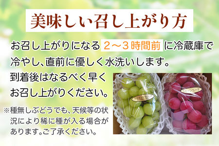 日光産シャインマスカットとクイーンニーナの食べ比べセット《2026年9月上旬より順次発送》ぶどう [0911]