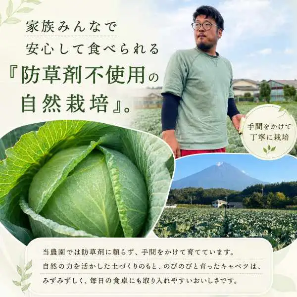 【2026年出荷分先行予約】【三か月定期便】富士山キャベツ