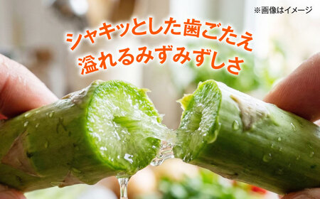 【2026年5月下旬以降順次発送】 グリーンアスパラ 1kg | 野菜 アスパラ アスパラガス やさい 北海道 産地直送 | 道の駅 真狩フラワーセンター[BPAM049]