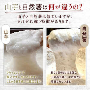 【7日以内発送】自然薯 とろろ 100 g × 8 パック とろろ 尾白弁当