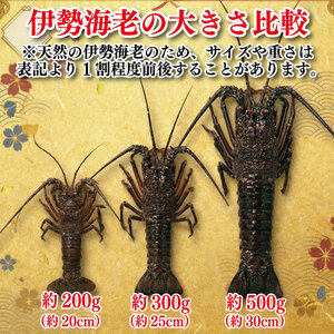 伊勢海老 300g 1尾 伊勢海老