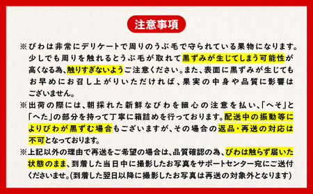 旬の朝採り！ 鹿児島 桜島産びわ 3箱（秀品） K343-001_03 果物 フルーツ