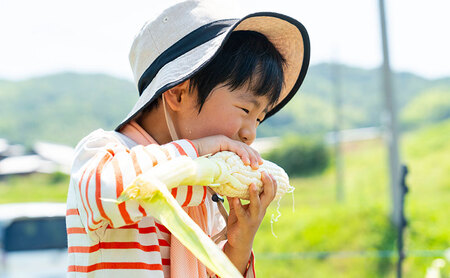 朝採れ 濃い甘さの白いとうもろこし ホワイトコーン 5本×2箱 個包装 野菜 とうもろこし トウモロコシ コーン 白とうもろこし 甘い 美味しい 旬 夏野菜 淡路島 洲本市 お届け：2026年6月中旬～7月上旬