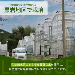 【ふるさと納税】 ＜佐川町産 リーフレタス 10袋＞水耕栽培 野菜 高知 新鮮 西村農園 【冷蔵】