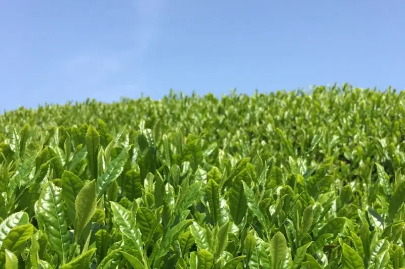 宇治・煎茶ティーバッグ 5g×20個×5袋〈お茶 茶 煎茶 緑茶 かぶせ茶 飲料 ティーバッグ 煎茶ティーバッグ ティーパック 宇治茶 日本茶 加工食品〉
