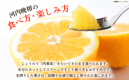 ＜愛媛県産 河内晩柑 約4.5kg（M～2L）＞ 柑橘 みかん フルーツ 和製グレープフルーツ ジューシー 初夏 旬 サイズ混合 西宇和 国産 さっぱり 甘い 農園オレンジとムラサキ 西予市【常温】『2026年4月～7月迄に順次出荷』MOM0005