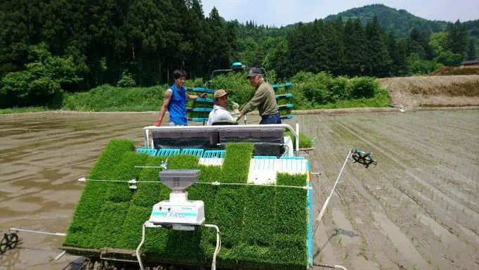 【令和7年産 】南魚沼産コシヒカリ 5kg  井口農場こだわりの 特別栽培米
