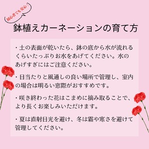カーネーション 5号 1鉢 母の日 色 種類 おまかせ