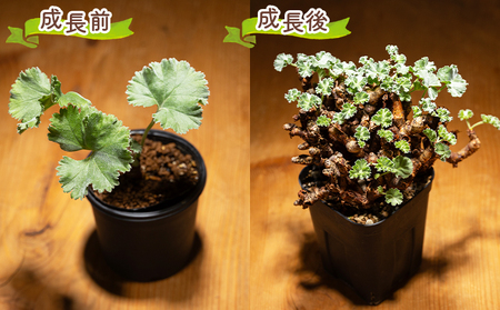 塊根植物 ミラビレ ペラルゴニウム 塊根植物 cc-0013