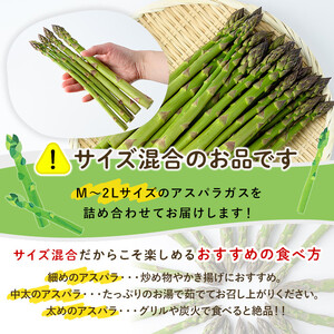 《数量・期間限定》朝採り グリーンアスパラ(1kg・ M～2L混合)【2026年4月下旬以降発送予定】アスパラガス アスパラ 北海道産 野菜 朝採り 産地直送 新鮮野菜 【おがた農園】【B7076】