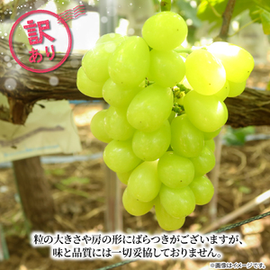 訳あり マスカサーティーン 2房 1kg 以上 数量限定 種なし