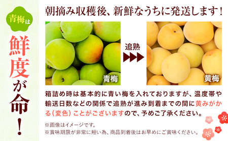 梅 紀州南高梅 1kg FARMER'S FARMER《6月上旬-7月中旬頃出荷》和歌山県 紀の川市 うめ 南高梅 青梅 紀の川市産