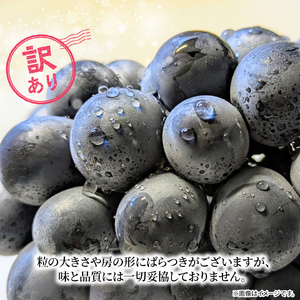 訳あり ピオーネ 2房 計 900g 以上 ぶどう 数量限定 種なし ぶどう