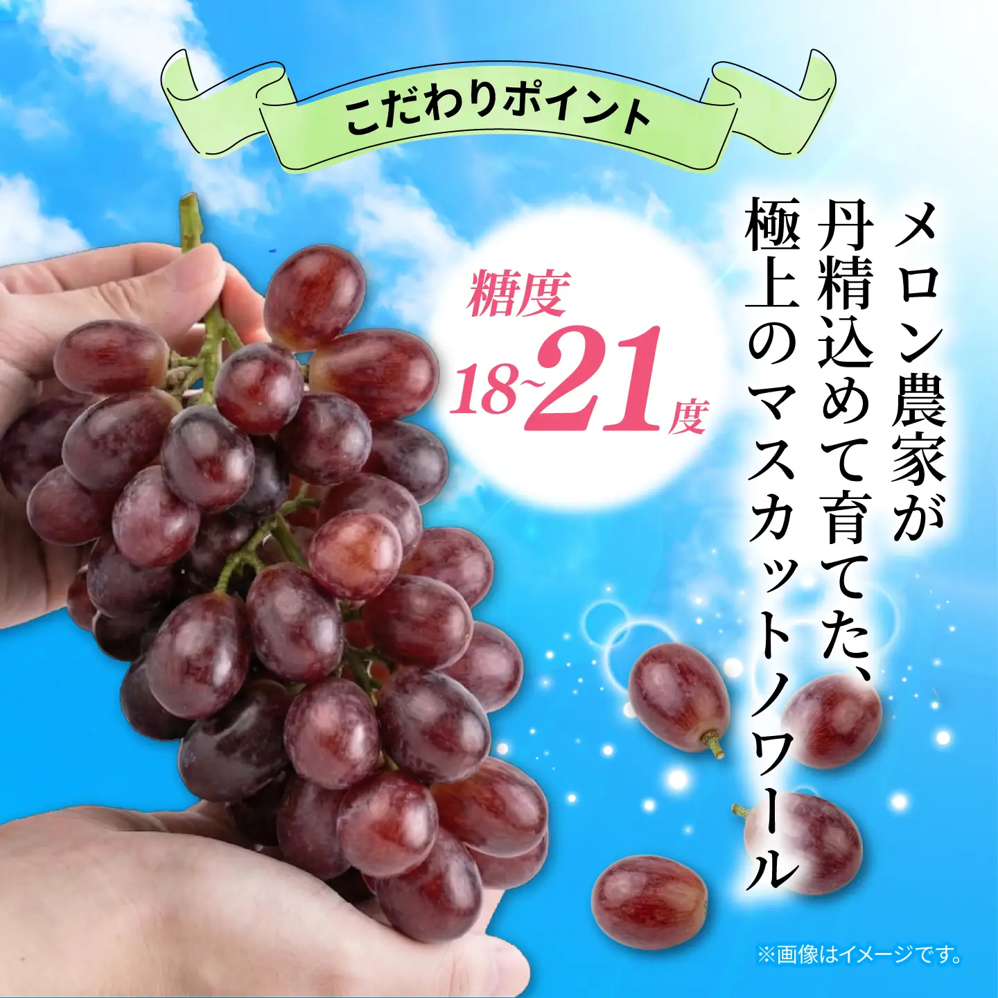 訳あり マスカットノワール  2房 900g 以上 数量限定 種なし