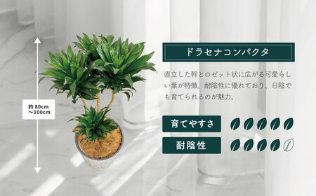 観葉植物 ドラセナコンパクタ8号（約H80cm～100cm） / 秦野 神奈川 インテリア オシャレ 室内