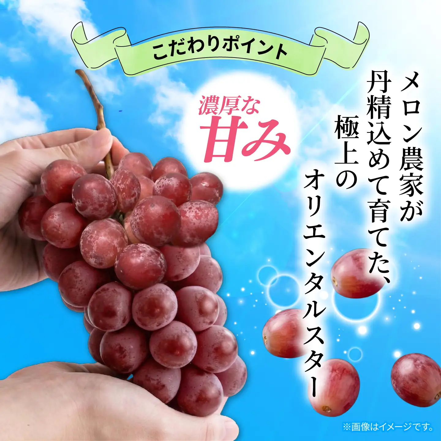 訳あり ぶどう オリエンタルスター 1房 450g 以上 数量限定 種なし ぶどう