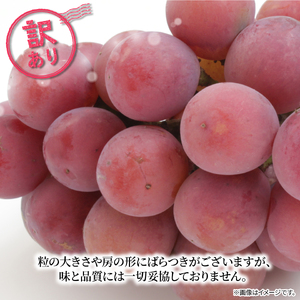 訳あり ぶどう クイーンニーナ 1房 500g以上 数量限定 種なし ブドウ
