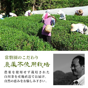 農薬不使用！浅炒りほうじ茶 200g 常磐園 ほうじ茶 浅炒り 日本茶 緑茶 煎茶 茶葉 お茶 一番茶 白川茶 美濃白川茶 農薬不使用栽培茶 春摘み 大容量 岐阜県 東白川村 お取り寄せ 贈答用 母の日