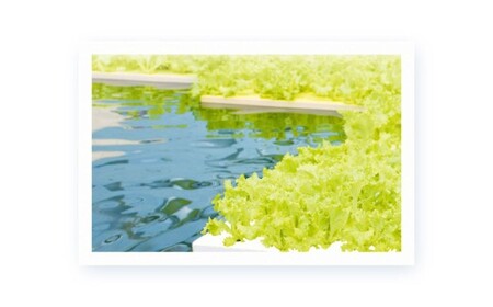 【定期1ヶ月毎6回】水耕栽培 リーフレタス「うるおい野菜」28個セット  野菜 フリルレタス ピュアヴェール グリーンマリーゴールド モコヴェール 定期便 セット 福岡県 北九州市